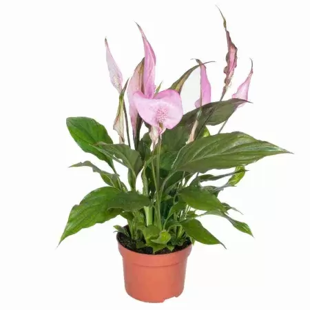 Спатифиллум Шопен краш розовый