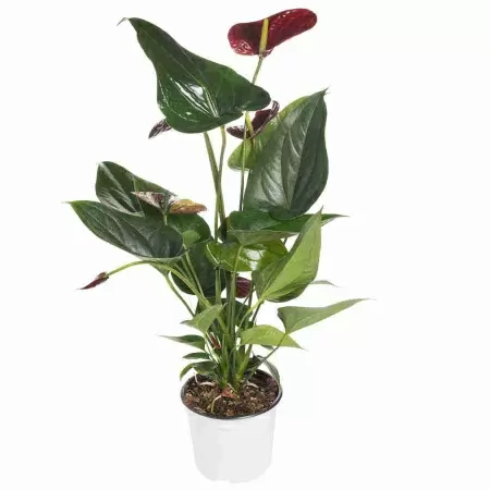 Антуриум андрианум Otazu Brown