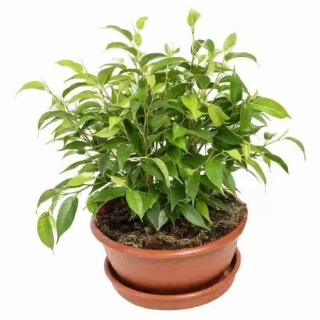 Фикус бенджамина Даниэль в плошке