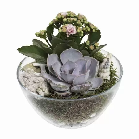 Эхеверия Сагита фото