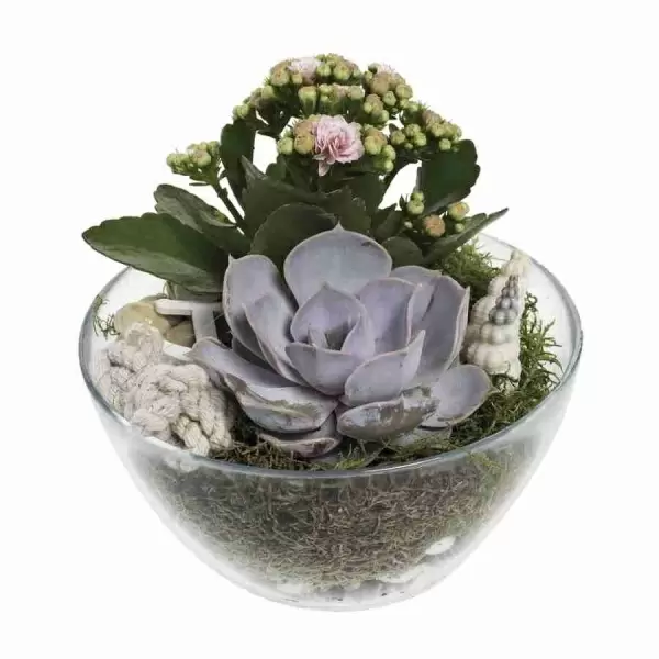 Эхеверия Сагита