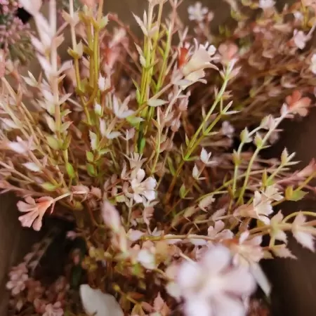 Вереск искусственный