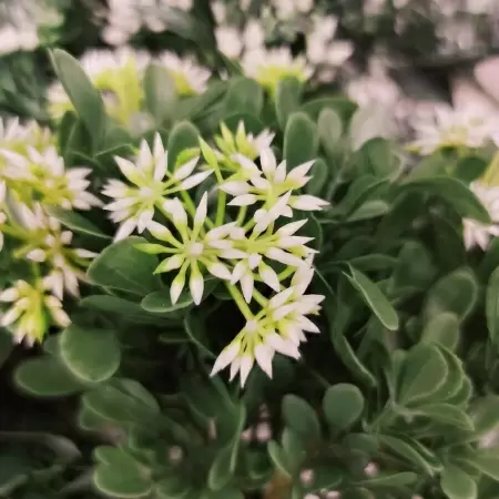 Астра искусственная