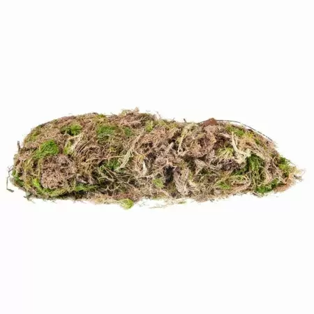 Мох сфагнум