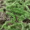 Искусственный самшит для декора Искусственный самшит для декора