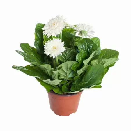 Гербера белая