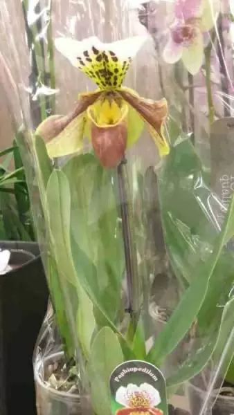 Пафиопедилум Венерин башмачок  фото Орхидеи в горшках