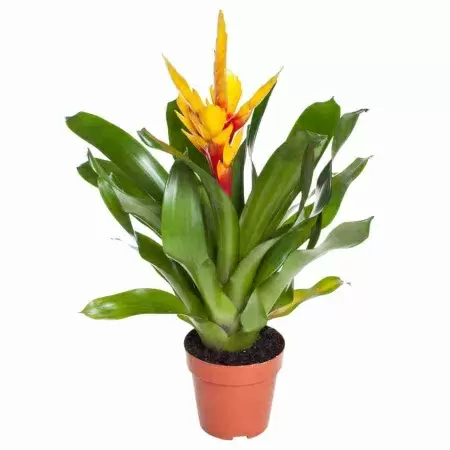 Вриезия Интенсо жёлтая