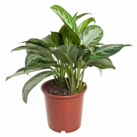 Аглаонема Сильвер Бей