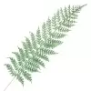 Ветка новогодняя Папоротник
