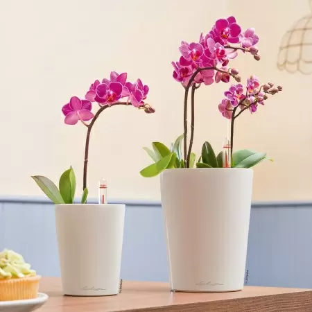 Кашпо Lechuza Deltini & MINI-Deltini Кашпо Lechuza Deltini & MINI-Deltini