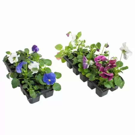 Виола фиолетовая