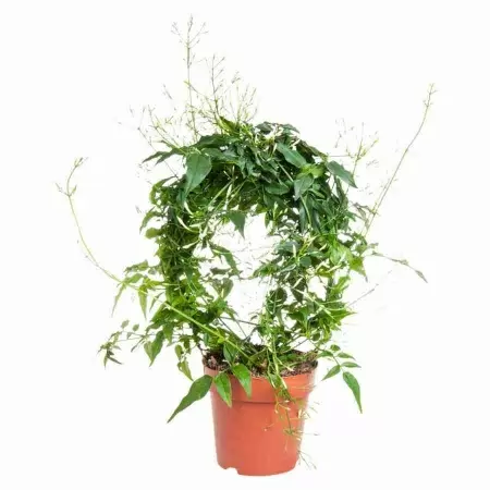 Жасмин многоцветковый лиана