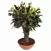Кодиеум Мамми бонсай