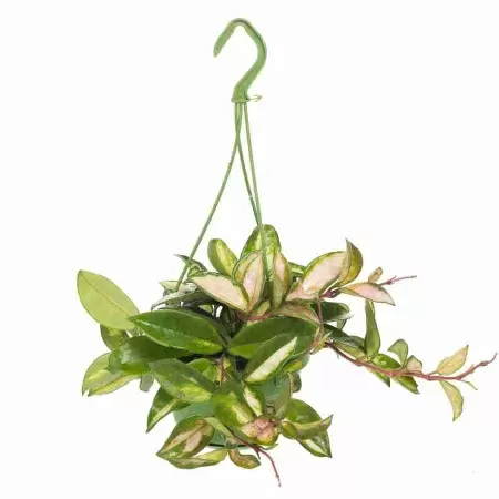 Хойя Кримсон Куин ампельная