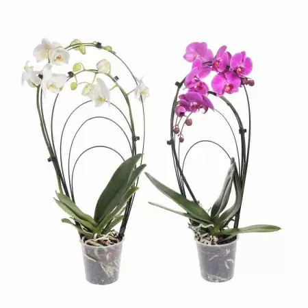 Фаленопсис Лас Пальмас