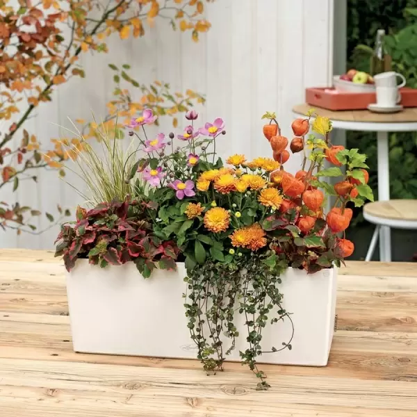 Кашпо Lechuza Balconera Color 50