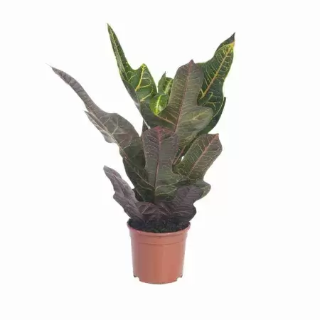 Бегония рекс Картагена