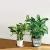 фото Кашпо Lechuza Classico LS  Lechuza Classico LS