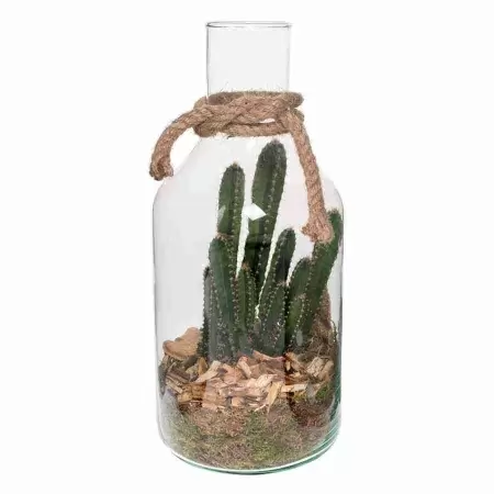 Цереус валидус в стекле