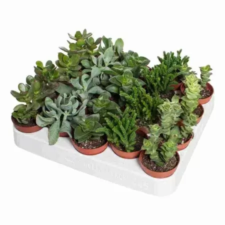 Крассула Микс