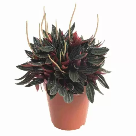 Пеперомия Россо