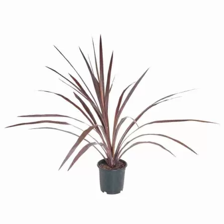 Кордилина Аустралис Красная