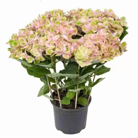 Гортензия ховария Грин Саммер