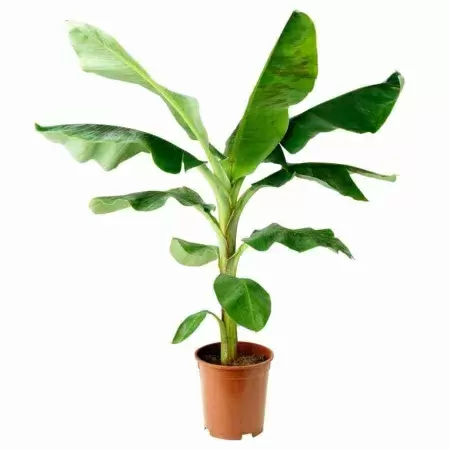 Банановая пальма (Муса)