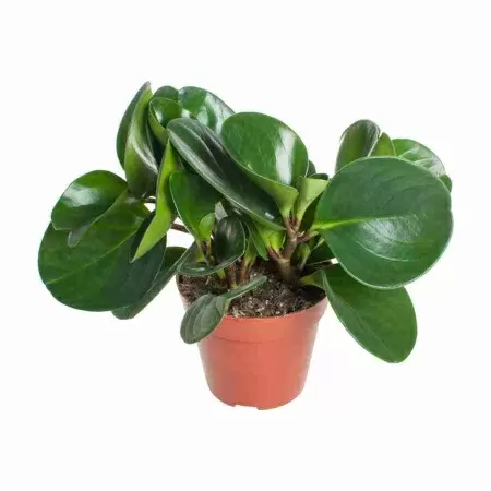 Пеперомия Грина