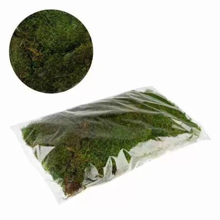 Мох лесной плоский  Мох лесной плоский