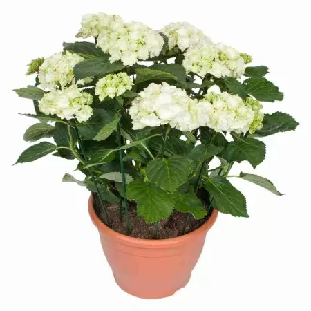 Гортензия махровая