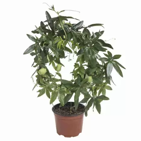 Пассифлора Карулеа