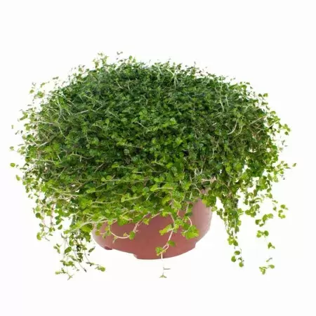 Солейролия Грин Солейролия Грин