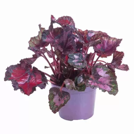 Бегония рекс Инка Найт