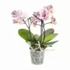 Фаленопсис Букет Романтик 3-5 ст