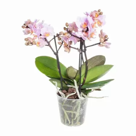 Фаленопсис Букет Романтик 3-5 ст