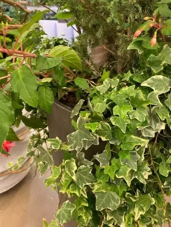 Хедера хеликс Голд Чайлд фото