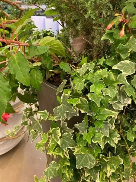 Хедера хеликс Голд Чайлд  фото Хедера хеликс Голд Чайлд