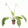 Эухарис крупноцветковый 2 ст