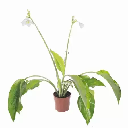 Эухарис крупноцветковый 2 ст