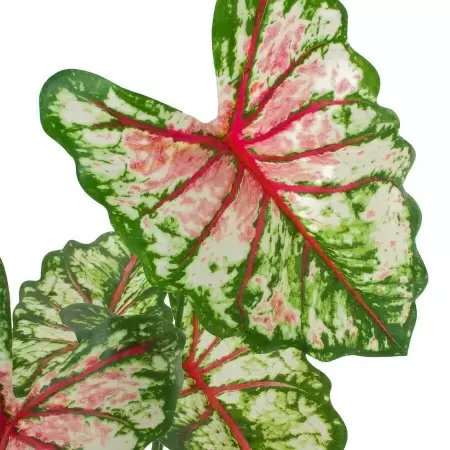 Алоказия искусственная Алоказия искусственная