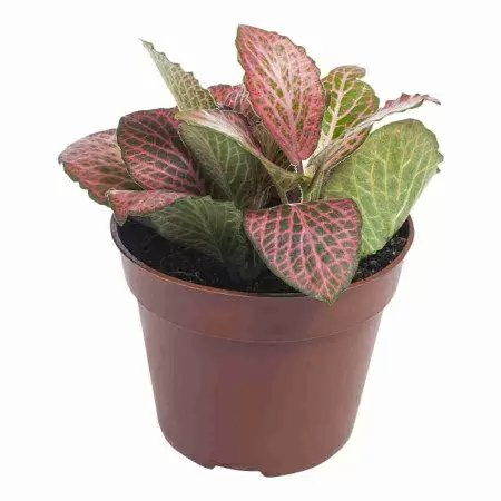 Фиттония красная