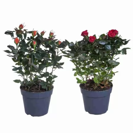 Роза Палас микс Роза Палас микс