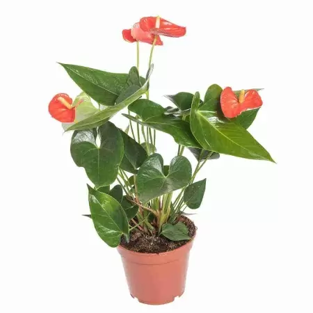 Антуриум андрианум Нубира