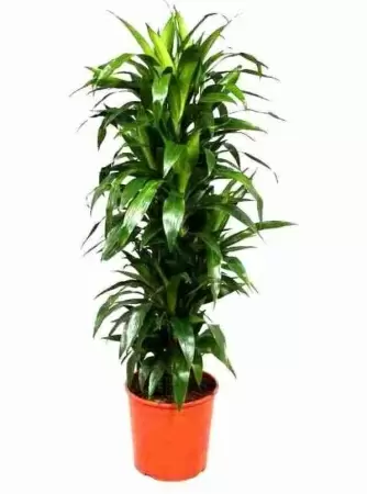 Драцена фрагранс Джанет Крейг разветвленная