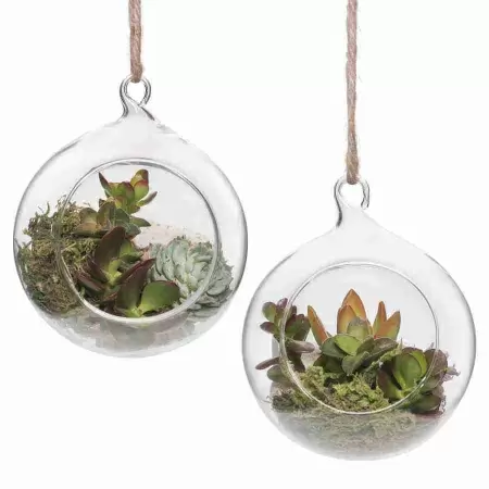 Крассула Овата Сансет фото