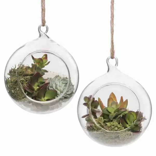 Крассула Овата Сансет  фото Крассула Овата Сансет