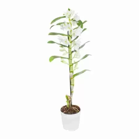 Дендробиум нобиле Белый 1 ст