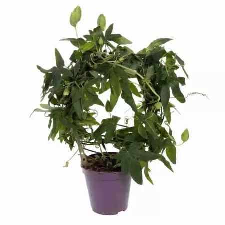 Пассифлора Марике